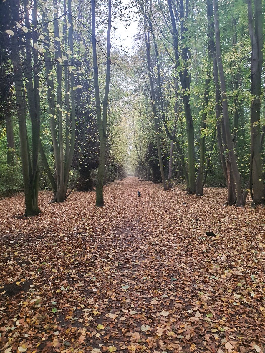 Richard Fitz-Thomas tweet media