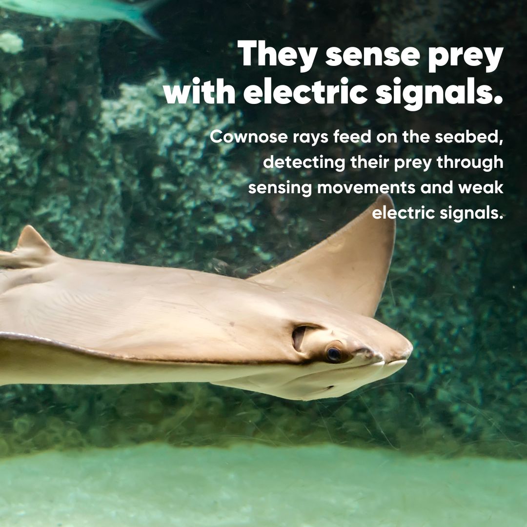 NMAPlymouth's tweet photo. Happy #FishFactFriday!
While it might be a bit cloudy today, our Rays of Sunshine are shining as bright as ever. Meet the Cownose Ray!

🔎 You can find our Cownose Rays in our Great Barrier Reef exhibit! https://t.co/QHPawhUZ70