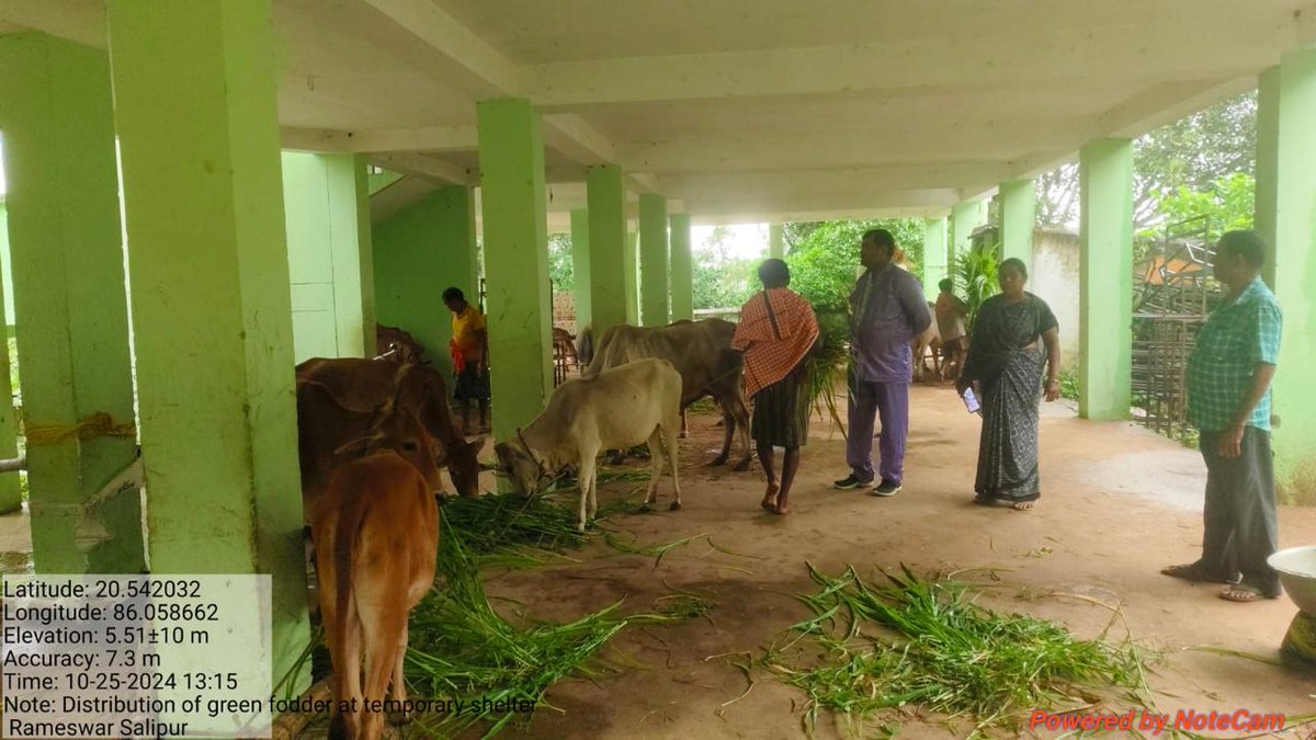 farddepartment's tweet photo. Green fodder is being distributed to sheltered animals in #Kendrapada and #Jagatsinghpur districts to ensure their nutrition and well-being post-#CycloneDANA. 🐄
#CycloneRecovery
@sureshkpujari @GokulanandaBJP @dahvsodisha @OMFEDofficial @olrdsahd @sureshvashishth @IPR_Odisha @SRC_Odisha @SubcollectorJ