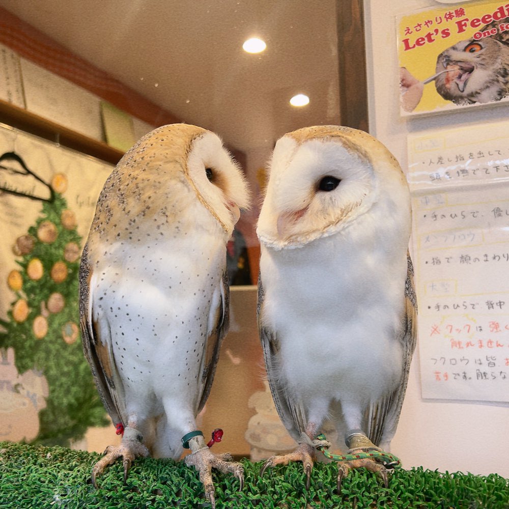 Owlvillage_H's tweet image. 【原宿店】
モテモテハク君🦉💞🦉

#メンフクロウ #可愛い #もふもふ #推しが尊い #浮気現場