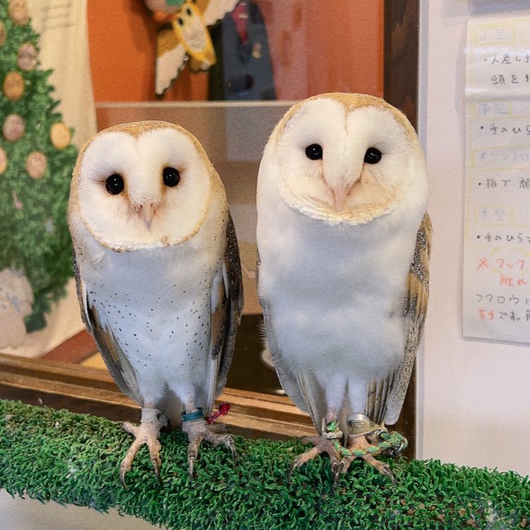 Owlvillage_H's tweet image. 【原宿店】
モテモテハク君🦉💞🦉

#メンフクロウ #可愛い #もふもふ #推しが尊い #浮気現場