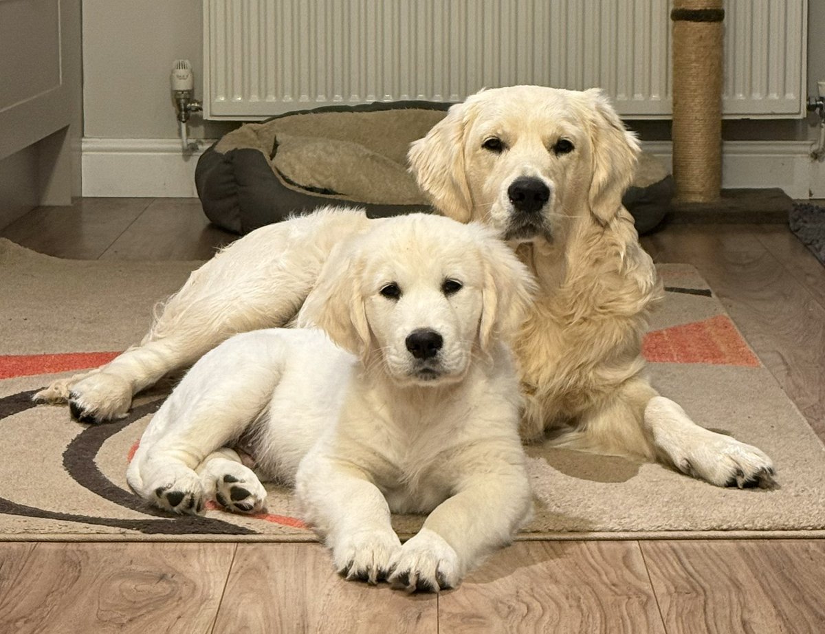 Get two puppies in Autumn and try to keep the mud out the house. This winter will be fun 🤦‍♀️🐾
Gus 6 months and Wilbur 12 wks. 
#goldenretriever
