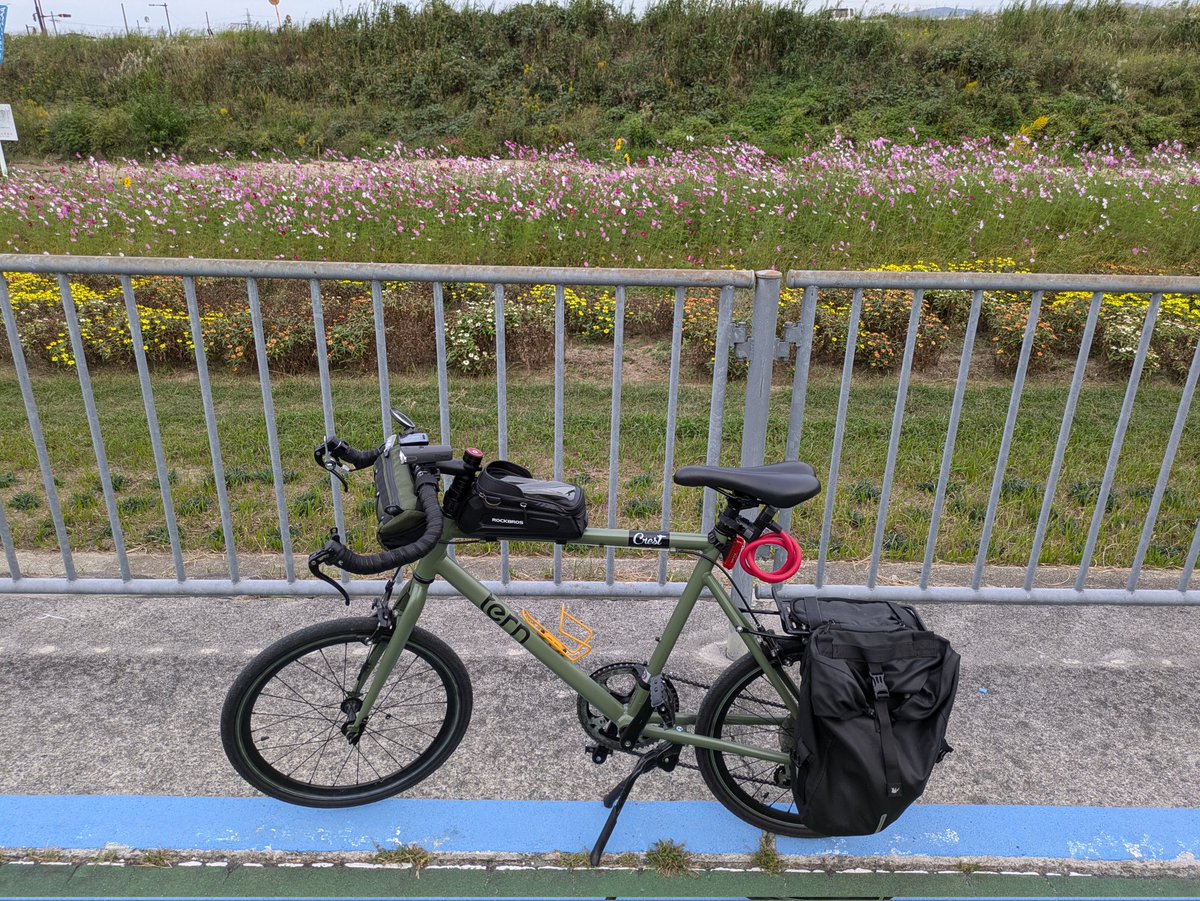 gahaku_r's tweet photo. トランポ🚐💪終わって、ミニベロで走ってきたよ🚴キコキコ
コスモスが沢山咲いていた
いつも花のお世話ありがとうございます😊
#terncrest https://t.co/3ittGBGZLa