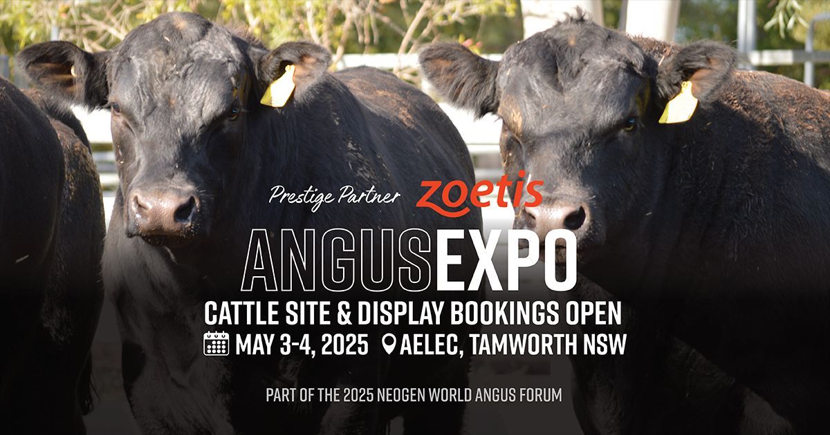 angusaustralia's tweet image. Zoetis AngusEXPO – Bookings Open! 

Showcase your top cattle at AELEC, Tamworth, on May 3-4, 2025, as part of the Neogen World Angus Forum. Don’t miss your chance for display, sale, or competition—book today! buff.ly/40i60dm 

#ZoetisAngusEXPO #LivestockShow