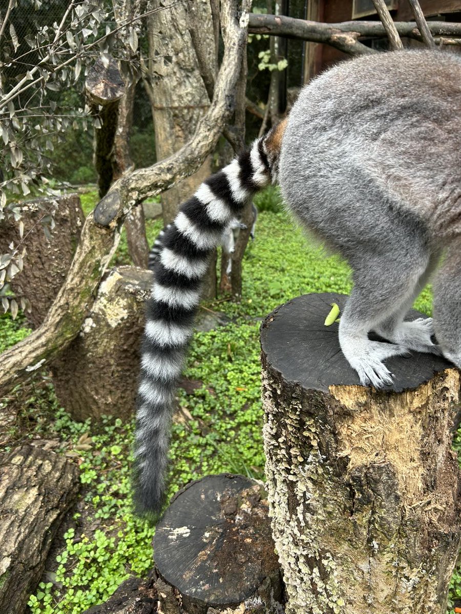 動物園でよく見かけるワオキツネザル。名前の由来を知っていますか