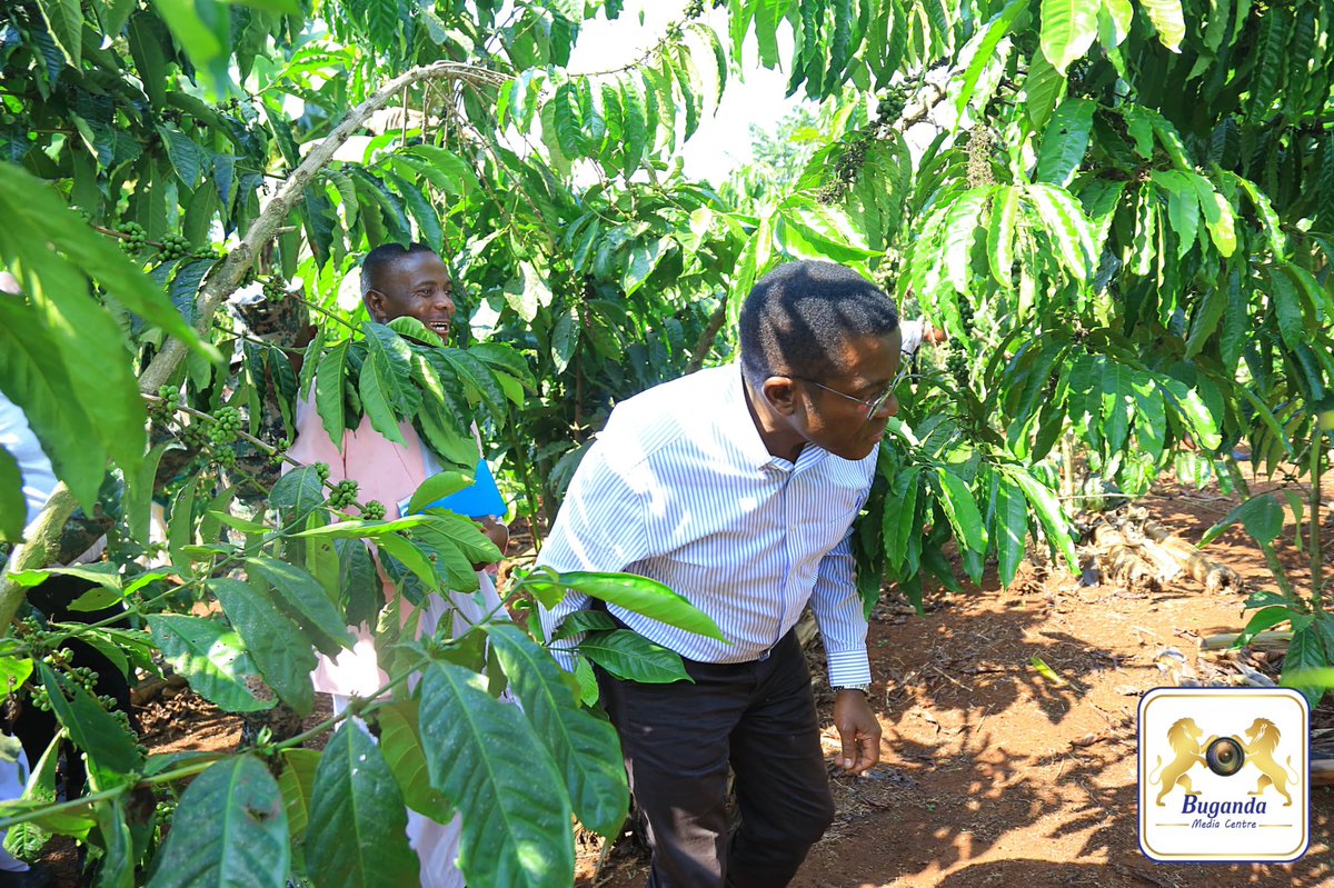The Kingdom of Buganda has severally advised against scrapping UCDA since it suprintends coffee production, upon which nearly 2 million Ugandan households depend.

Apparently, scrapping UCDA is a punishment against Baganda, who contribute nearly 50% of coffee exports, since