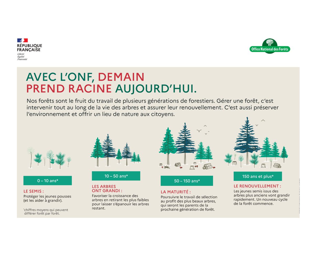 Les coupes d'arbres en forêt de Châtellerault ont débuté pour préserver l'écosystème et la sécurité publique. Ces travaux se poursuivront tout l'automne et l'hiver. 🚧 Respectez la signalisation et évitez les zones interdites. #Châtellerault #ONF