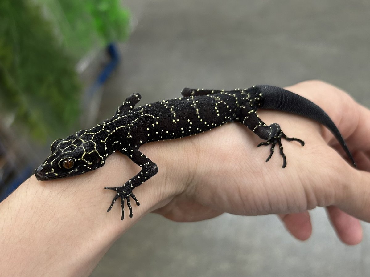新着生体‼️】 ・プーカーホソユビヤモリ Cyrtodactylus phukhaensis