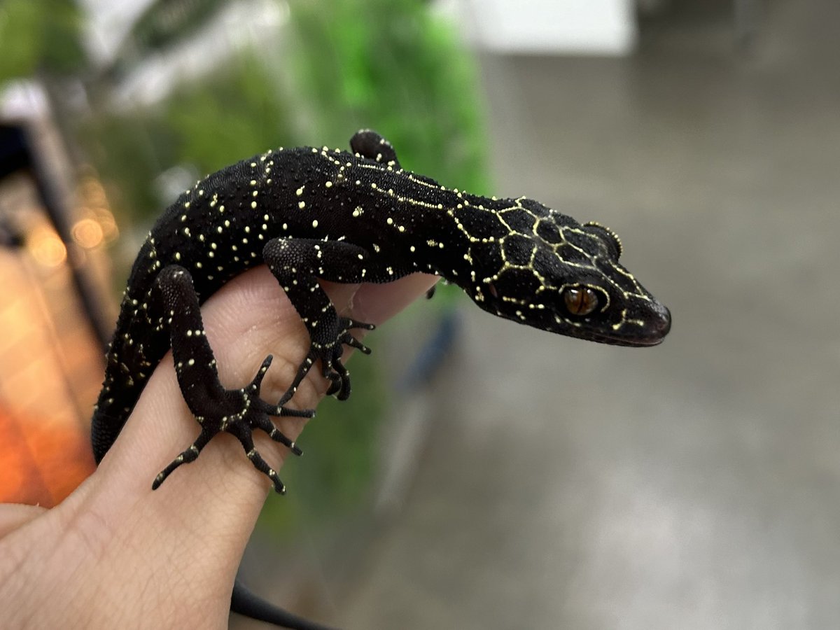 新着生体‼️】 ・プーカーホソユビヤモリ Cyrtodactylus phukhaensis