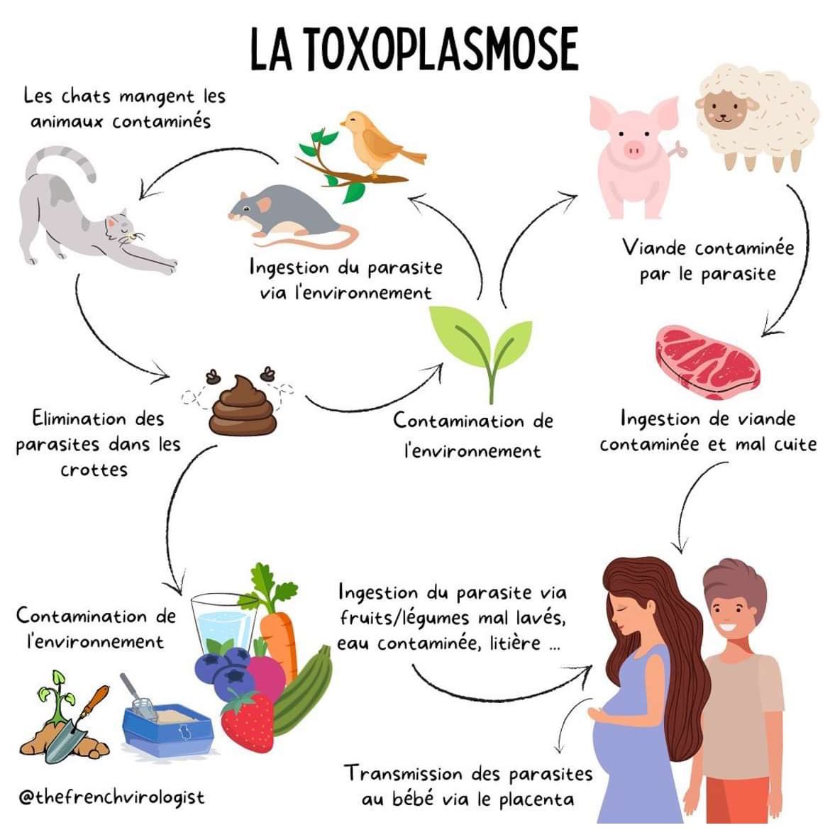 veltrv's tweet photo. Dois-je me séparer de mon chat lorsque je suis enceinte et que je suis toxo négative ?

La réponse est NON (contrairement à ce que certains médecins préconisent)

La toxoplasmose se transmet essentiellement par l’alimentation (légumes mal lavés, viande mal cuite). Quant au chat, il n’est excréteur que quelques jours dans toute sa vie de chat