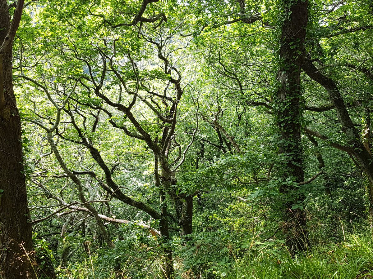 Jenni Roche (@jenni_roche) on Twitter photo The Ancient Woodlands Ireland research project is now underway. Visit the new project website for further info!  ancientwoodlandsireland.com The Ancient Woodlands Ireland research project is now underway. Visit the new project website for further info!  ancientwoodlandsireland.com