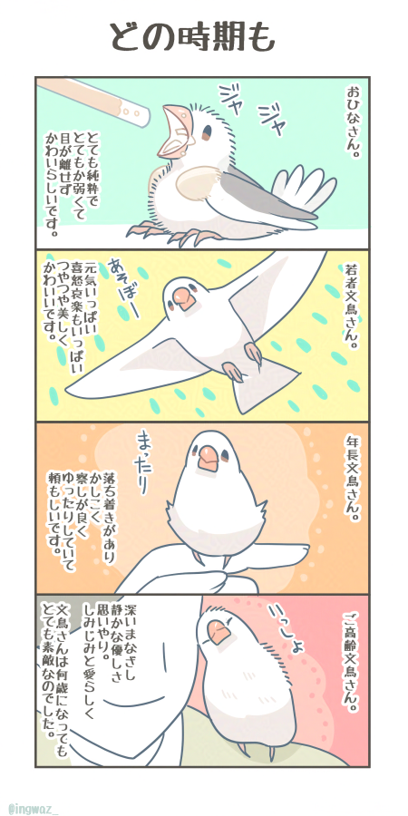 どの時期も。

#Buncho #文鳥
 #漫画が読めるハッシュタグ 