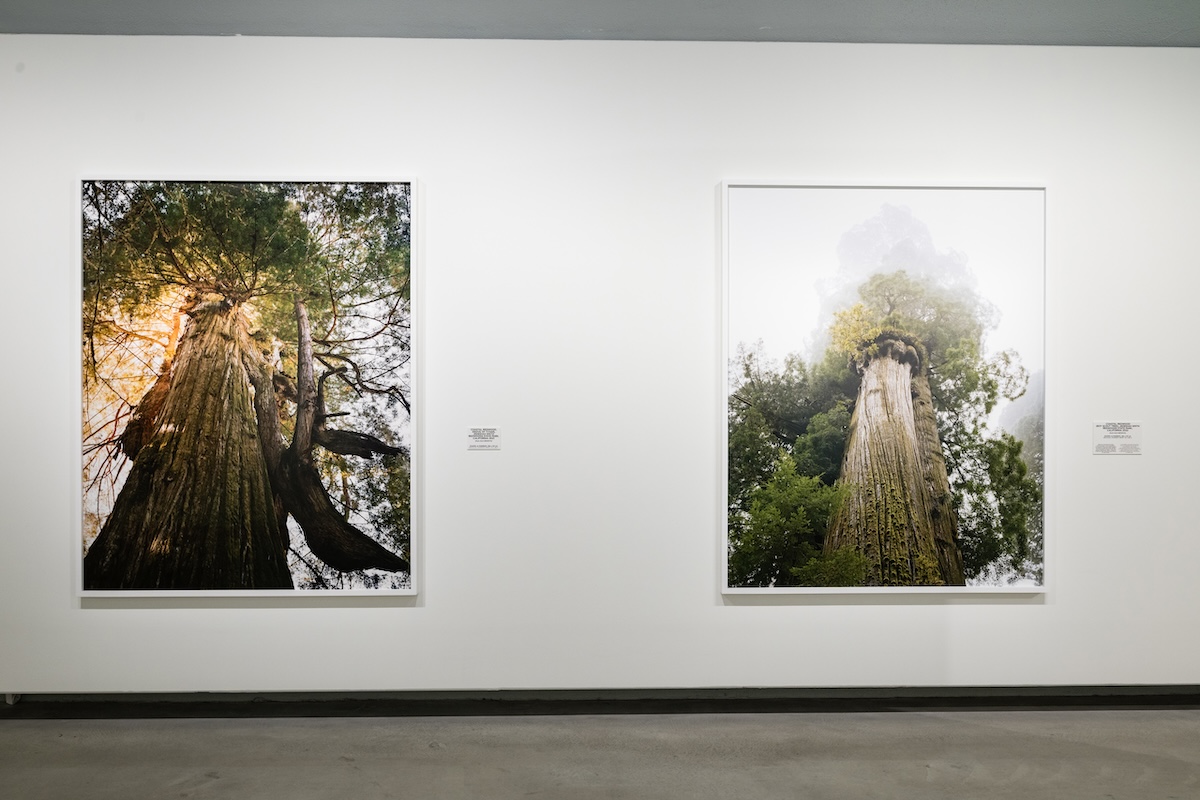 In Old Growth hält Mitch Epstein die zeitlose Kraft und Schönheit uralter Bäume fest – ein stiller, eindrucksvoller Ruf zum Naturschutz. 🌲📸 #MitchEpstein #OldGrowth #Naturschutz #Bäume #Fotografie lilligreen.de/die-leise-spra…