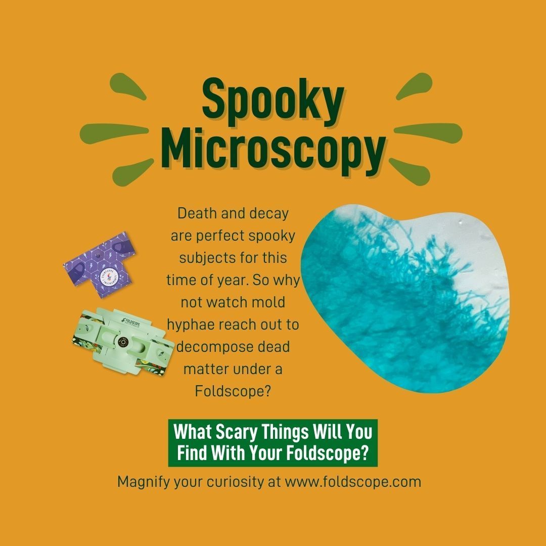 TeamFoldscope's tweet image. Don't be afraid to explore the fascinating world of mold using your Foldscope! Visit buff.ly/3QJ9CfW to delve into the mysterious realm of mold microscopy. 🔬👻 #Foldscope #Microbes