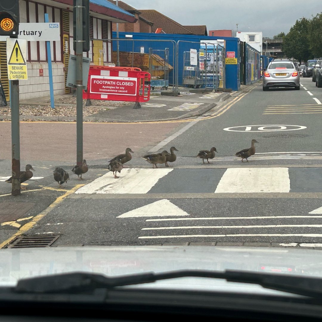 Road safety is important to all, especially for our lovely ducks safely crossing the road! 🦆

Last month was #WorldAnimalDay and we're grateful for our feathered friends here at RBH.

Thank you to our volunteer, Sally-Ann, for capturing this #FeelGoodFriday moment! 💚