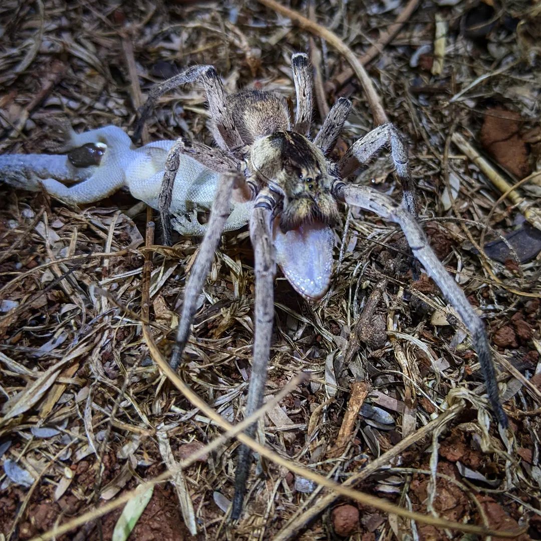 Well, I've never seen this before! 🕷️🦎

I believe this is a wolf spider but I'm happy to be corrected.

#spider #wolfspider #dinner #hunting #hunted #nature #wildlife #malawi #predator #prey #reptiles #lilongwe