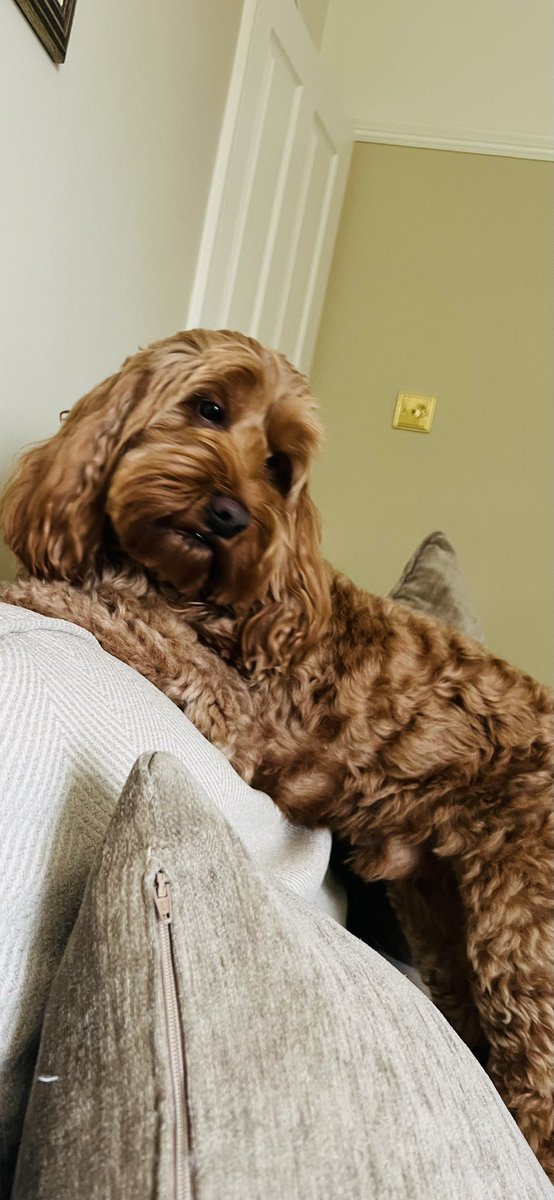 DiggersDigby's tweet image. Happy Friday ♥️