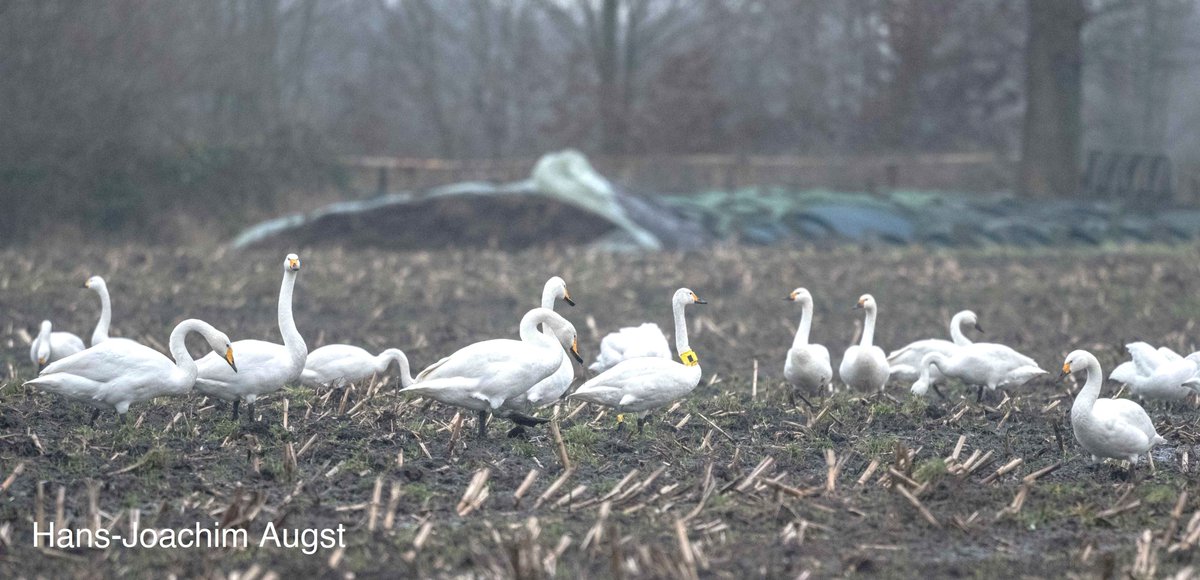 ...a stopover area for birds from the Caspian flyway. His autumn routes are typical NW-European flyway. Why...? We have never seen another Bewick's do this. 014T has a partner but the couple never brought any cygnets south. <a href="/nabu_MOIN/">Michael-Otto-Institut im NABU</a> <a href="/IBED_UvA/">IBED</a> <a href="/niooknaw/">NL Inst of Ecology</a> <a href="/AnimalEcol_NIOO/">Dept. of Animal Ecology</a>