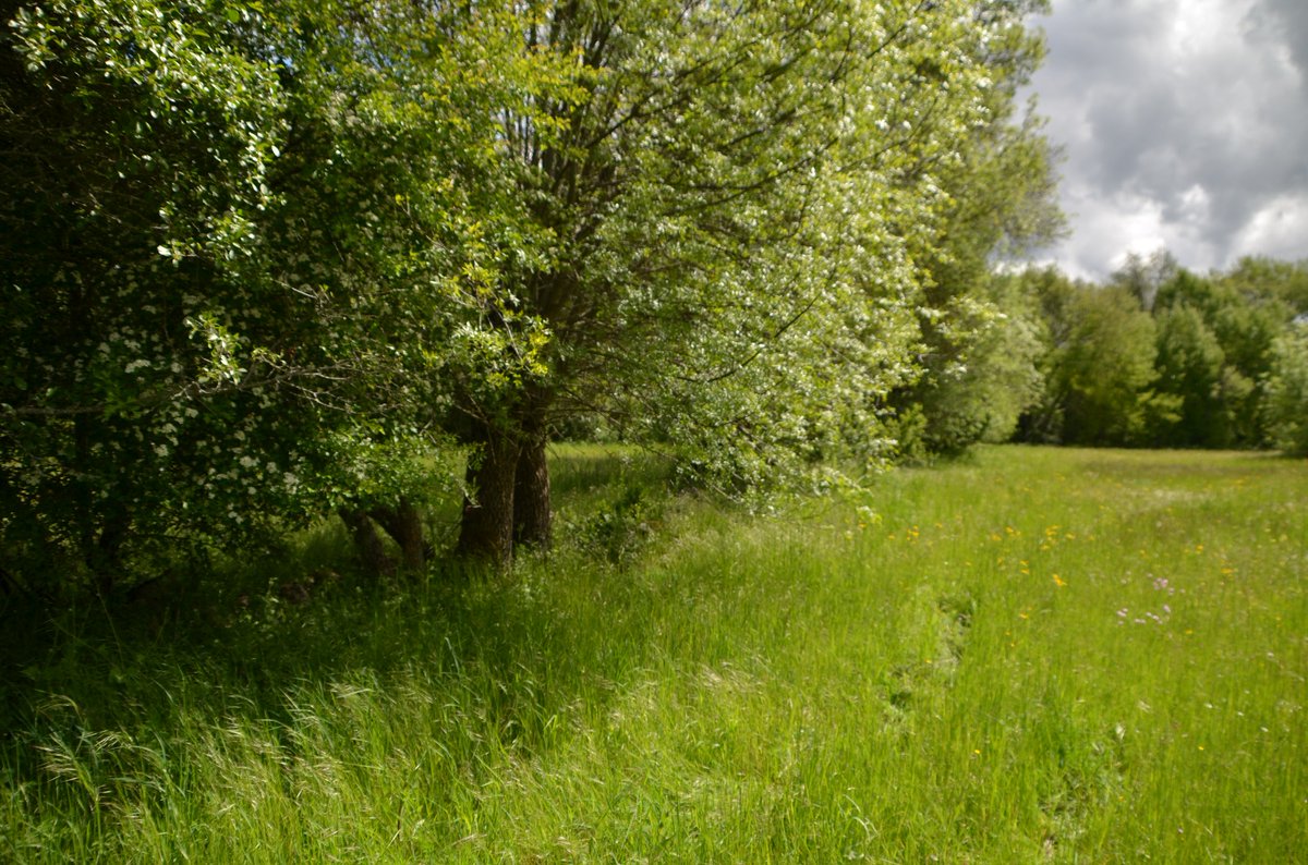 “Oportunidades e implicaciones para la conservación
de la agrobiodiversidad de los prados de siega en el
alto valle del Lozoya, Madrid” es el título del Trabajo
Fin de Grado de Javier Roldán Herrero
<a href="/javierrrrroldan/">Javier Roldan</a>, tutorizado por Nieves López y