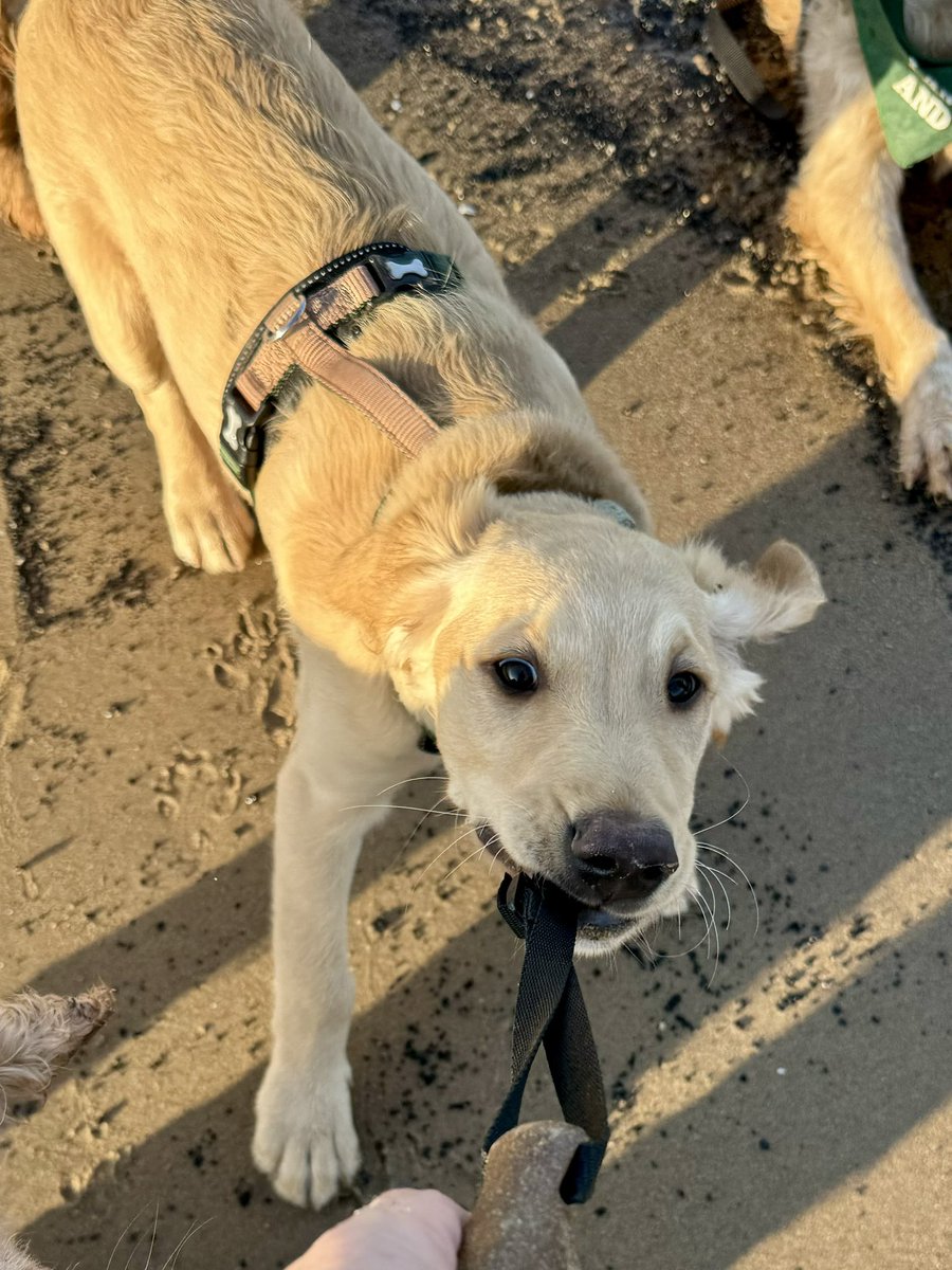 SpanielsSuper's tweet image. He’s a tinker that boy
Kept trying to run away with mum’s walking stick #TooCute