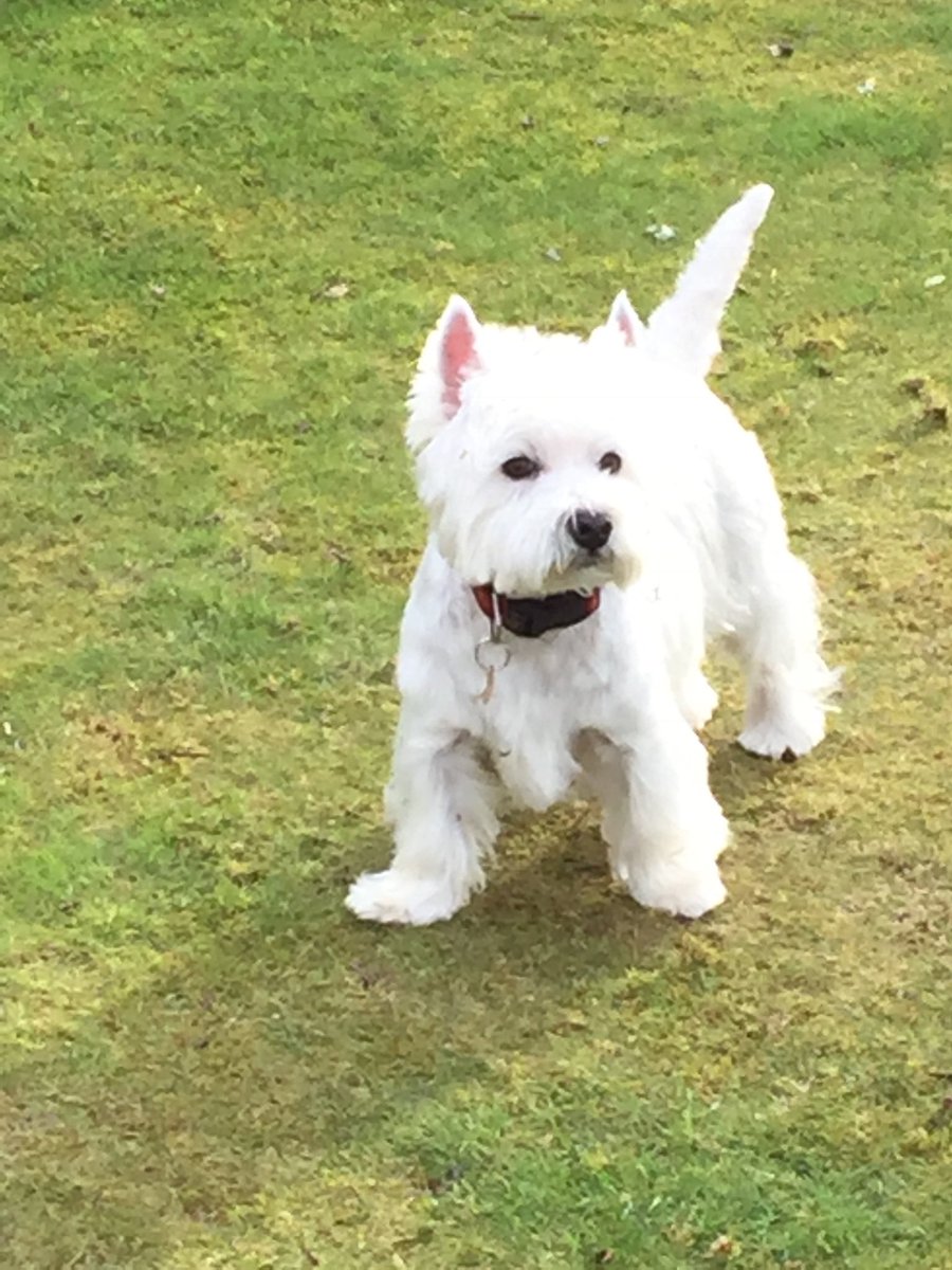 Happy 16th birthday to my lovely dog, Isla. She’s survived the arrival of 4 grandchildren and the loss of her beloved master. Party time this afternoon with lots of games and even a doggy birthday cake. Fun times. 🎂🎉