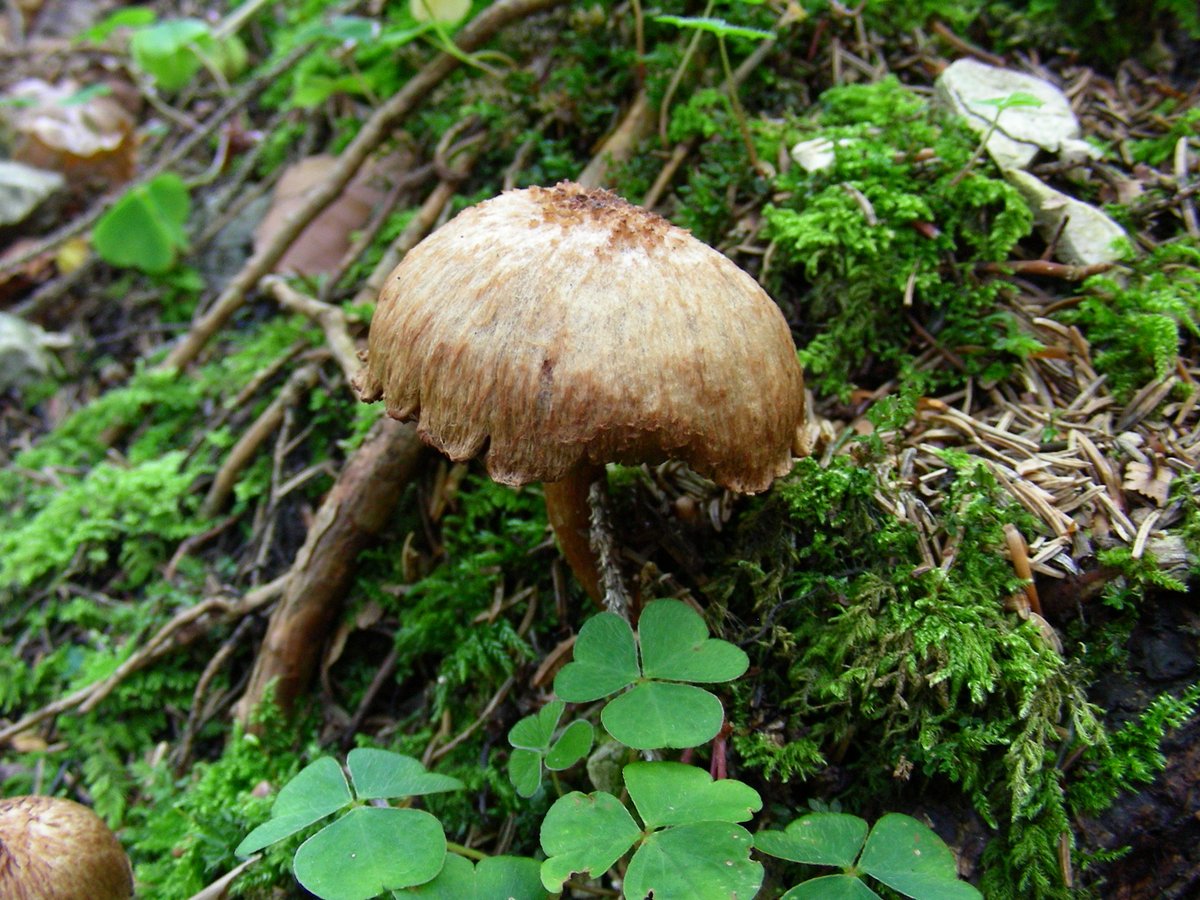 Researchers from <a href="/LeibnizHKI/">Leibniz-HKI</a> and <a href="/UniJena/">Universität Jena</a> have discovered a hidden ☠️#toxin in some 🍄 #mushrooms  that only develops its effect after preparation. It is a form of the already known muscarin - the 4'-phosphomuscarine. 

🔎See links in the comments

<a href="/dfg_public/">DFG public | @dfg_public@wisskomm.social</a> <a href="/chembiosys_jena/">ChemBioSys</a>