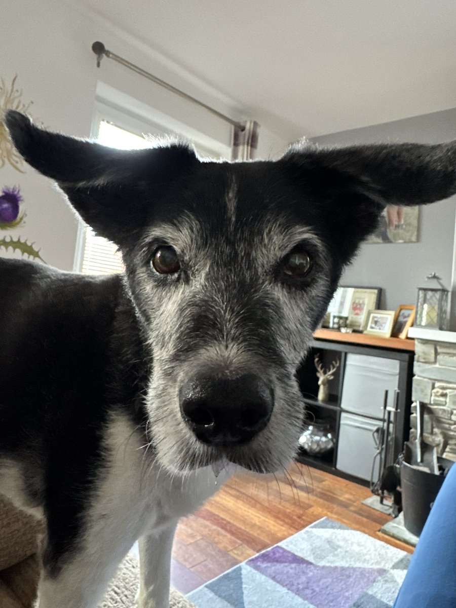 Going through my QI project today… got my trusty sidekick to keep me on track… #bestfriend #dogs #qualityimprovement #presentation #development #leadership #Friday_Motivation #productive #Improving