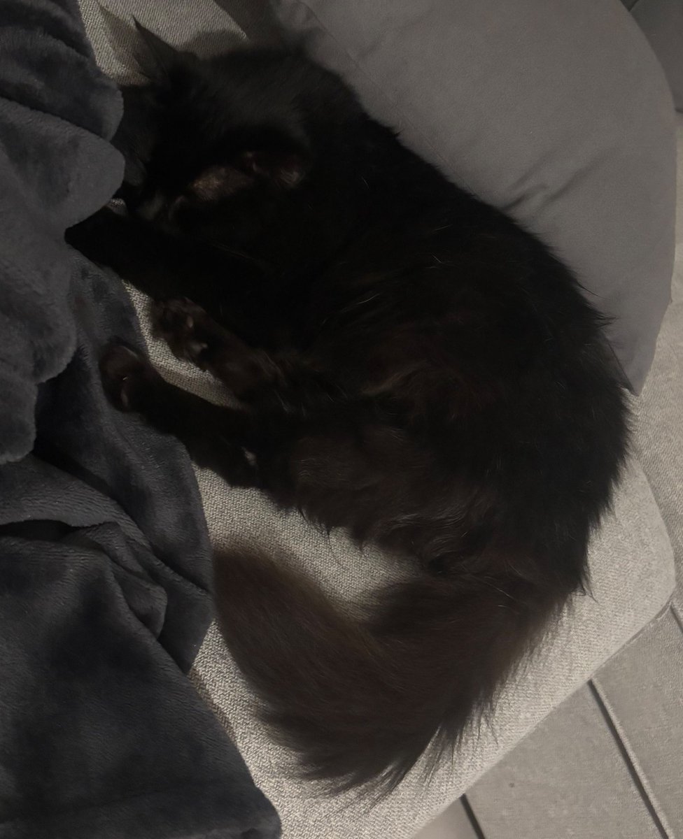 __Exil__'s tweet photo. Ma petite chauve-souris🐈‍⬛🖤 https://t.co/Vmw8rUsOJR