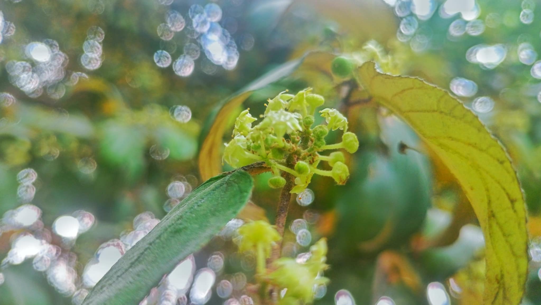 বরই ফুলের অপরুপ সৌন্দর্যে প্রকৃতি সেজেছে নবরুপে