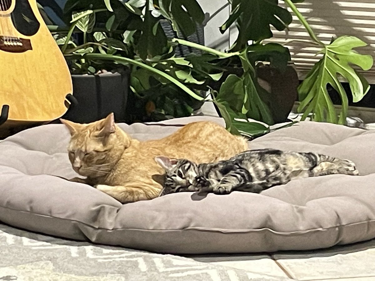 Do your pets get along?

Kind of….