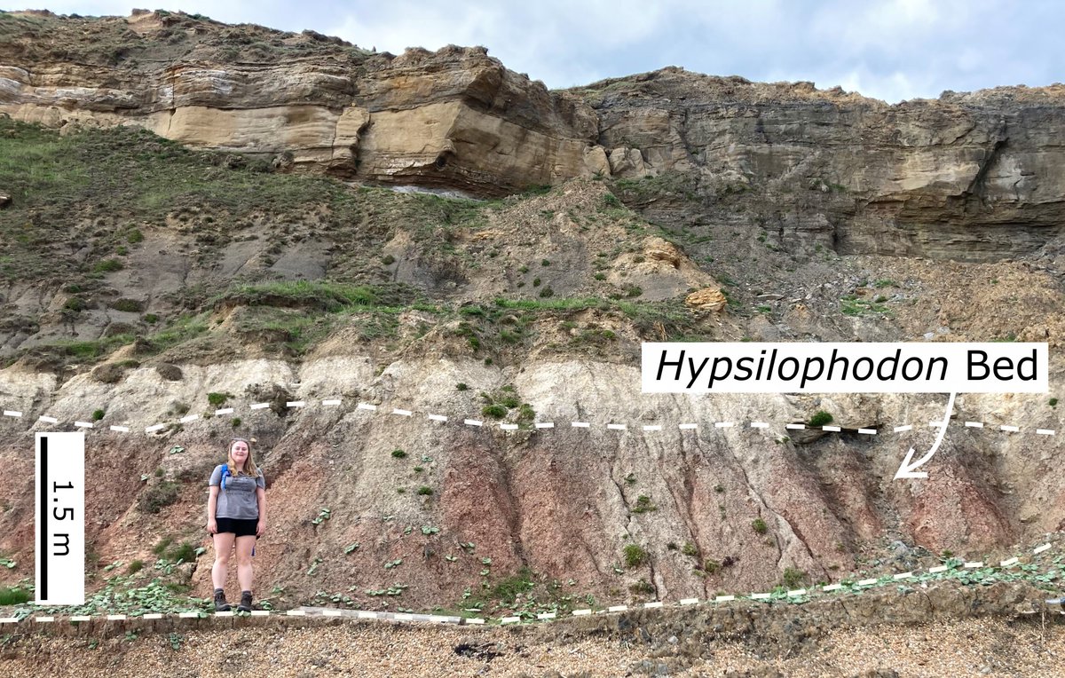 To mark 200 years of #dinosaurs, PhD candidate <a href="/marie_sed_/">Marie Marsden</a> shares her work on the #Hypsilophodon Bed of the Isle of Wight!

ow.ly/FToY50TKIWB

Be sure to visit this new space and celebrate the bicentennial of the naming of the first dinosaur! <a href="/unibirmingham/">Uni of Birmingham</a> <a href="/morethanadodo/">Oxford University Museum of Natural History</a>