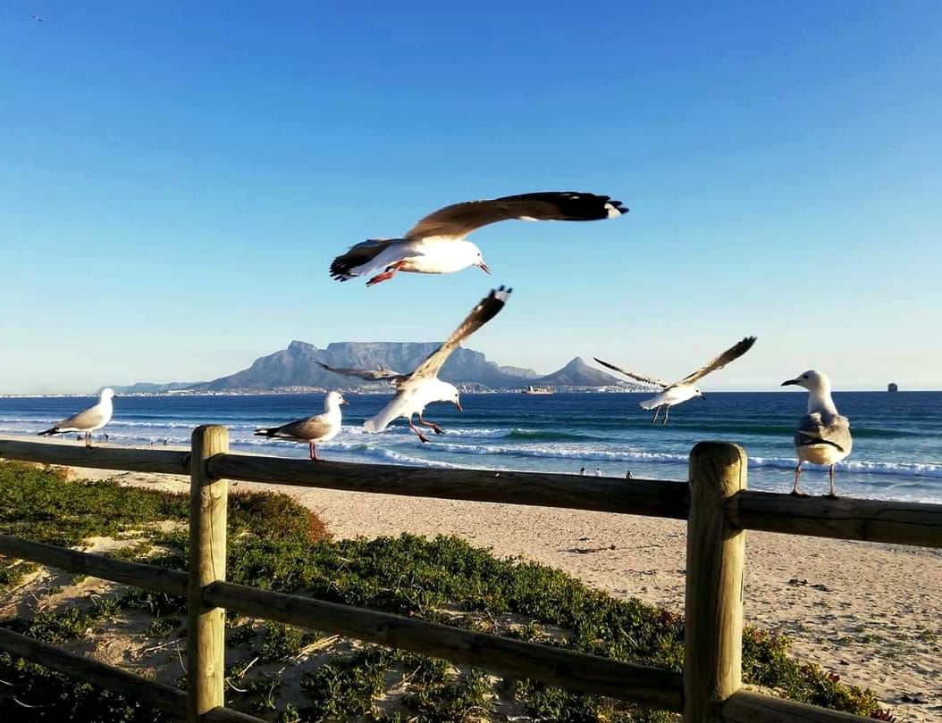 From Nov 23 to Dec 8, 2024, the skies over Bloubergstrand will have kite surfers skills. 
Accomm available!
4A Engina Crescent Sunset Beach, Cape Town
+2776 486 0462
info@sunsetdecks.co.za
sunsetdecks.co.za

#RedBullKingoftheAir #CapeTownEvents 
Images by Paula Joubert