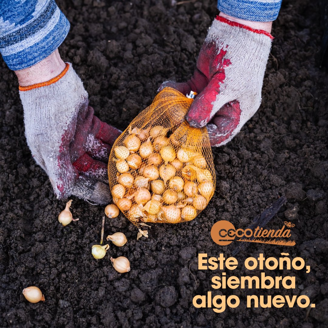 cecogainfo's tweet photo. Acércate y explora todas las opciones que tenemos para ti.
Y tú, ¿qué vas a plantar este otoño?

🧅🧅🧄🧄🌷🌷🪻🪻
#bulbos #bulbosdeotoño #cebollas #ajos #flores #siembra #huerto #tulipanes #narcisos #jacintos https://t.co/LtTiksVPlD