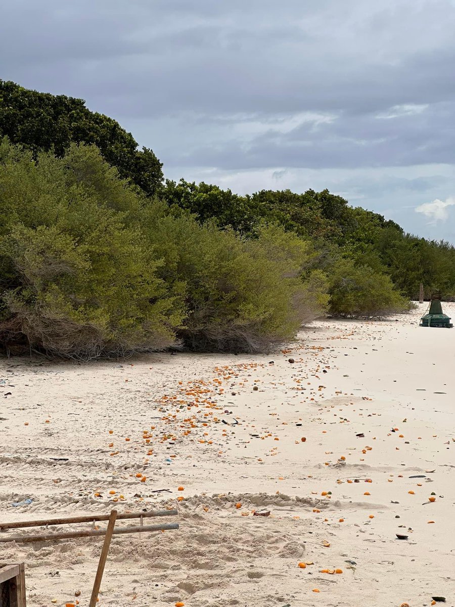Noonu Manadhoo's beach,  😢 Our beautiful paradise is marred by kitchen waste from nearby resorts. Let's rally together and call for action!save our home. 🌊♻️ #NoonuManadhoo #SaveOurOceans