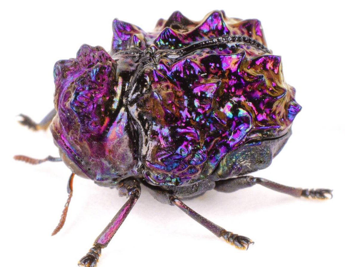 GauliE4aAAM9n2T.jpg?format=jpg