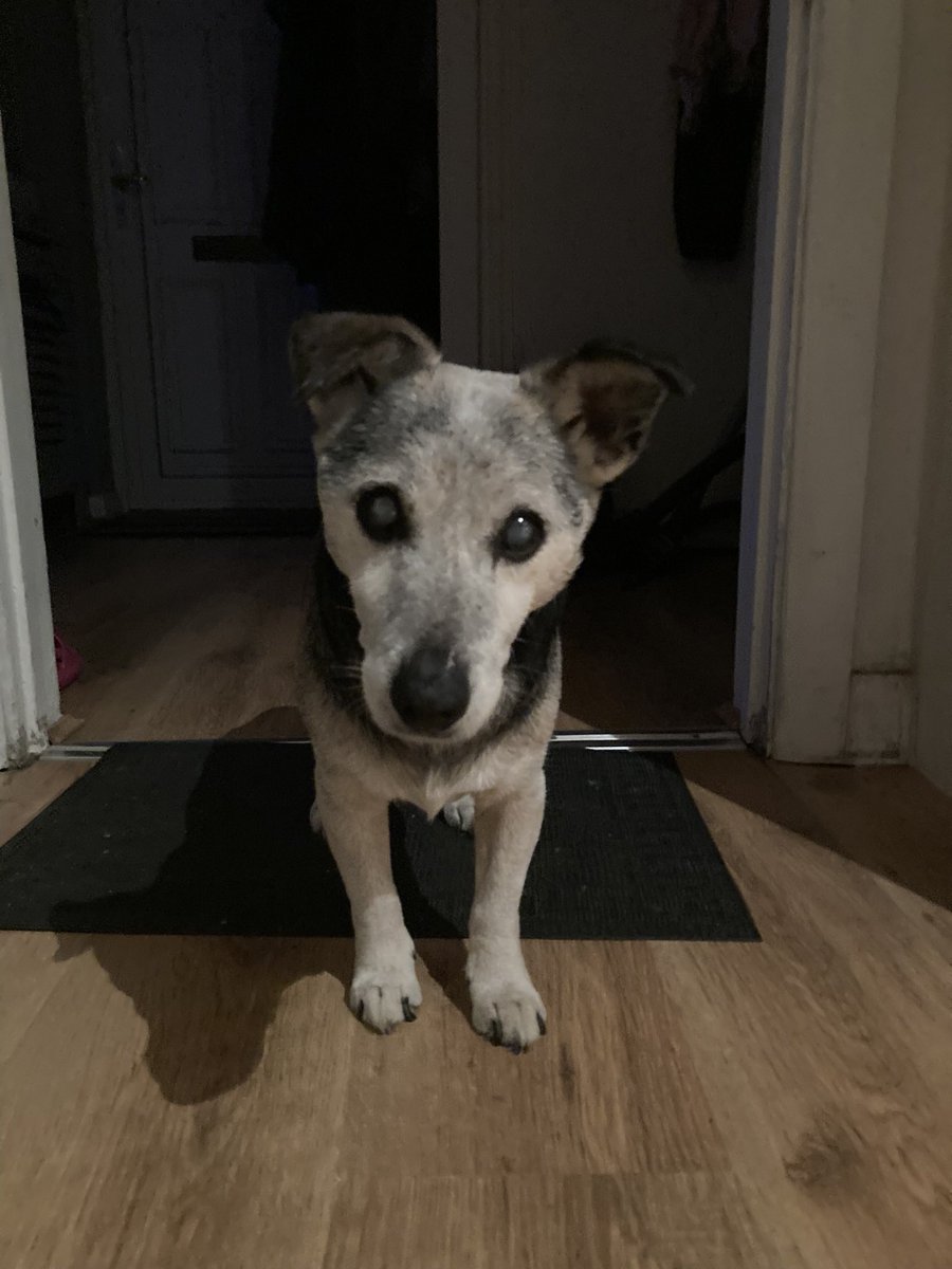 2021 this little dude came to live with us. He was 14, with many health conditions. We didn’t think he’d last long. Today, 3-years later we had to make the toughest of decisions. RIP little Scooby x