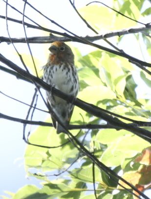 fraser mcconnell tweet media