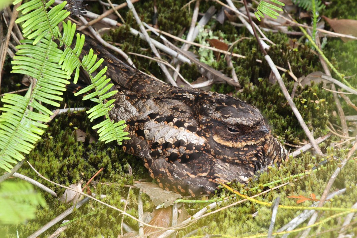 fraser mcconnell tweet media