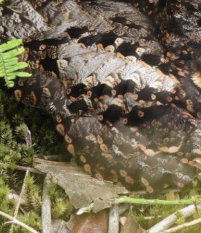 fraser mcconnell tweet media