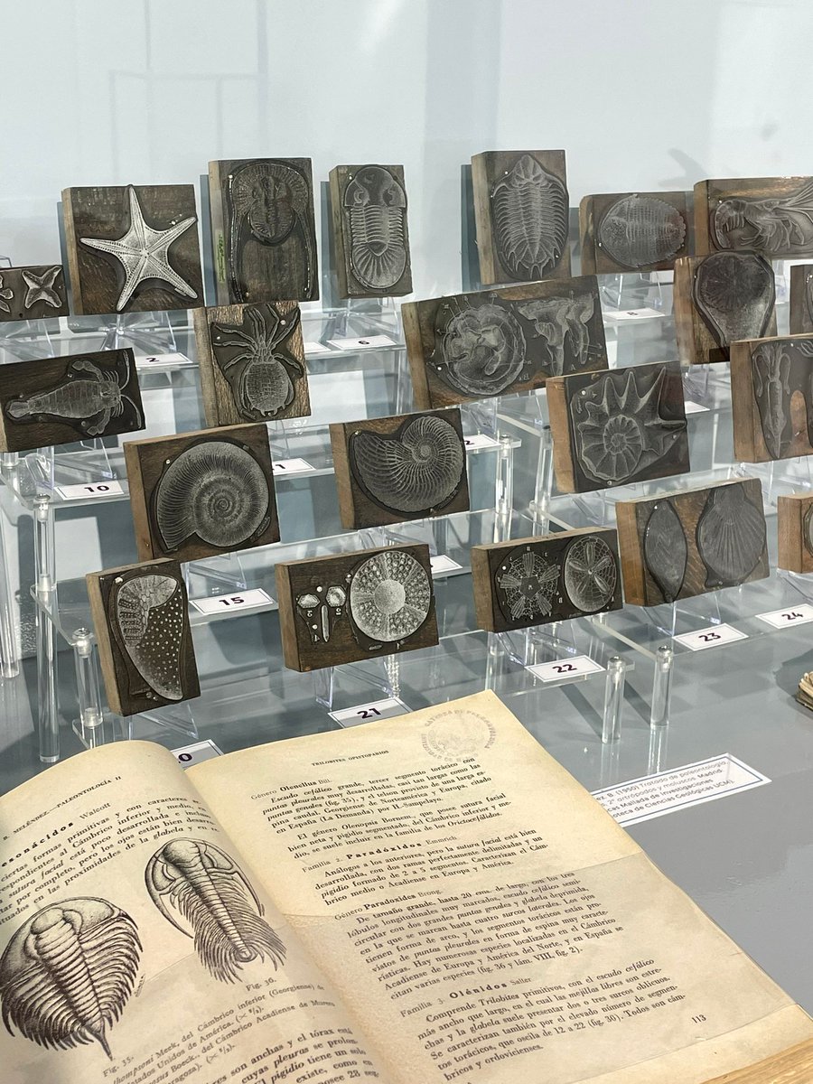 En la mañana de ayer acudimos a la exposición "Ilustradoras científicas en la sombra", donde los archivos han cumplido un papel crucial. Os animamos fervientemente a acudir hasta el 6 de noviembre en el Jardín Botánico Alfonso XIII.