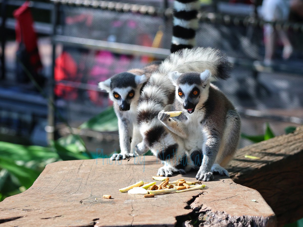 Happy World Lemur Day!

#worldlemurday #lemur #animals #lemurland #khaokheowopenzoo #khaokheowzoo #chonburi #thailand