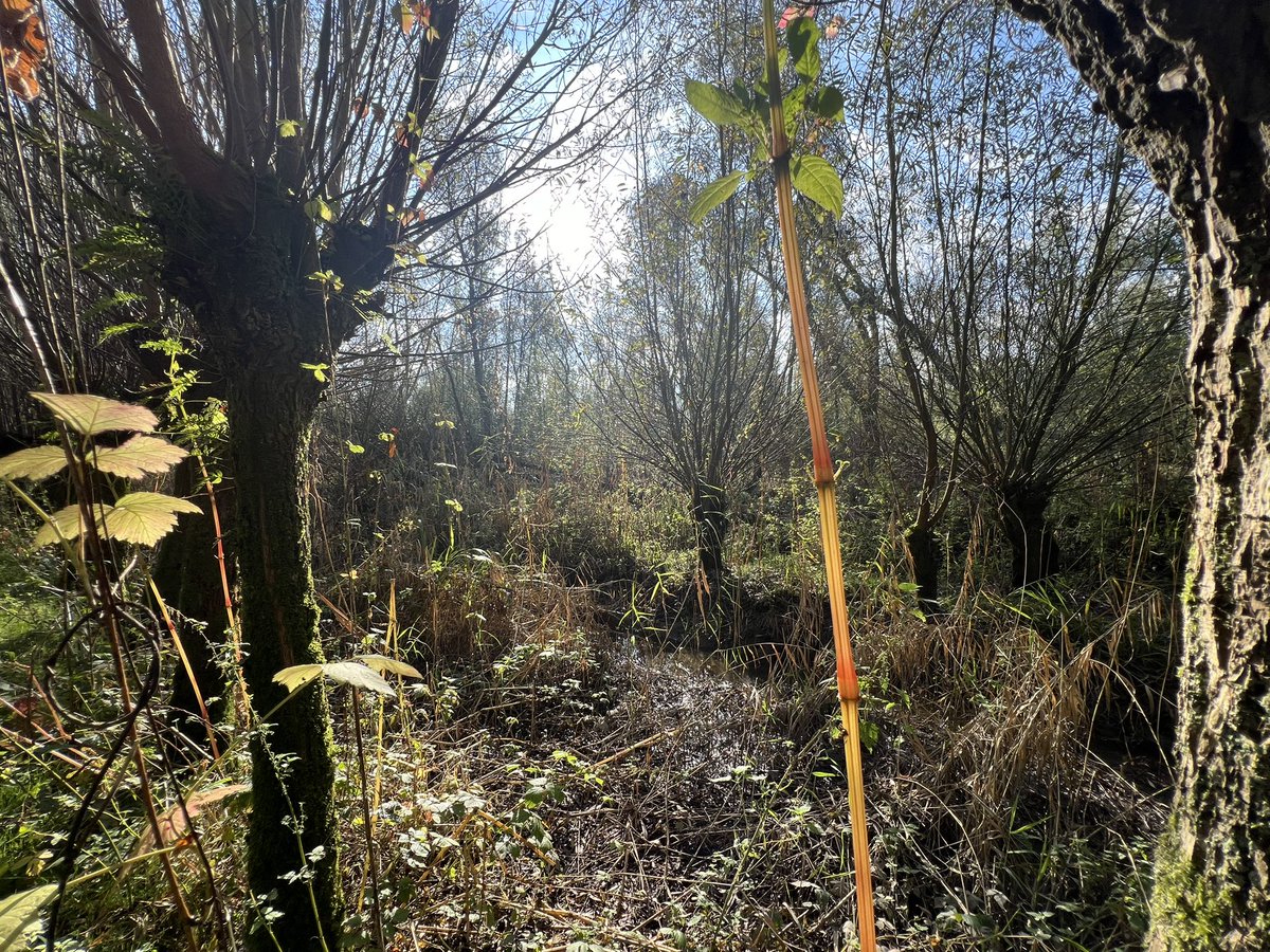 WurfTwain's tweet photo. Je waant je in een jungle, maar het is natuurgebied Klein Profijt onder de rook van Rotterdam. #herfst #rhoonsegrienden #zuidholland #natuur https://t.co/UpZxm6dO7M