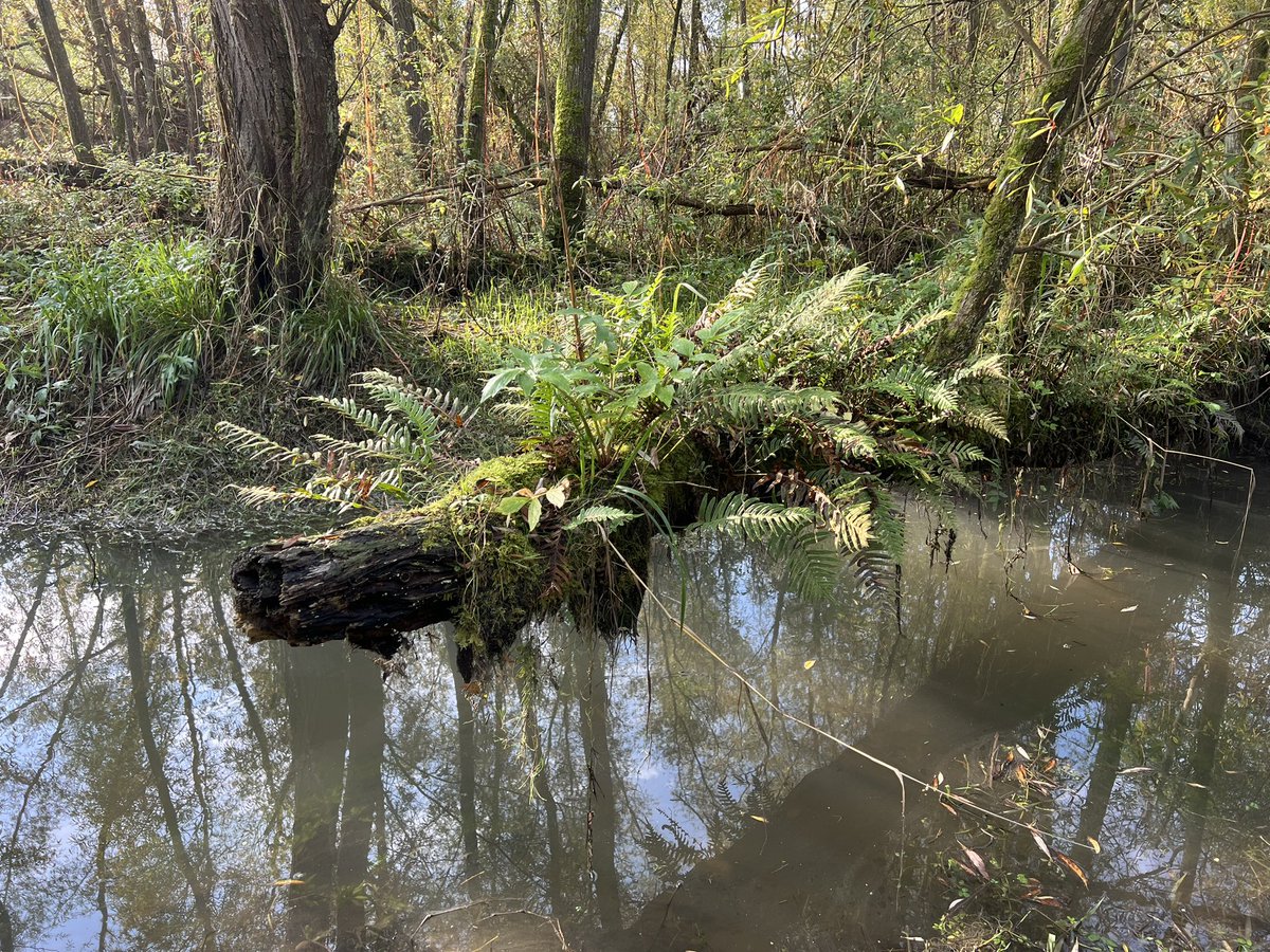WurfTwain's tweet photo. Je waant je in een jungle, maar het is natuurgebied Klein Profijt onder de rook van Rotterdam. #herfst #rhoonsegrienden #zuidholland #natuur https://t.co/UpZxm6dO7M