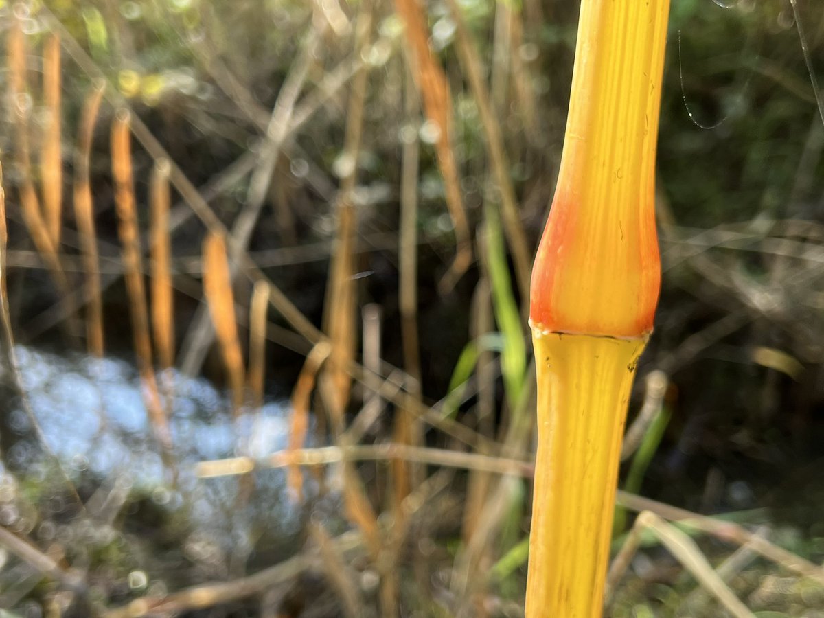 WurfTwain's tweet photo. Je waant je in een jungle, maar het is natuurgebied Klein Profijt onder de rook van Rotterdam. #herfst #rhoonsegrienden #zuidholland #natuur https://t.co/UpZxm6dO7M