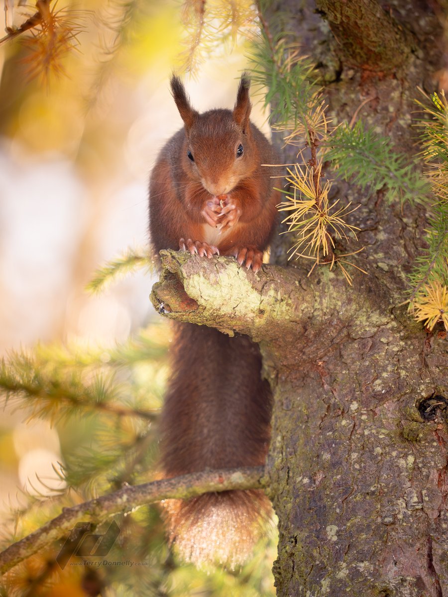 Sefton Coast Red Squirrels tweet media