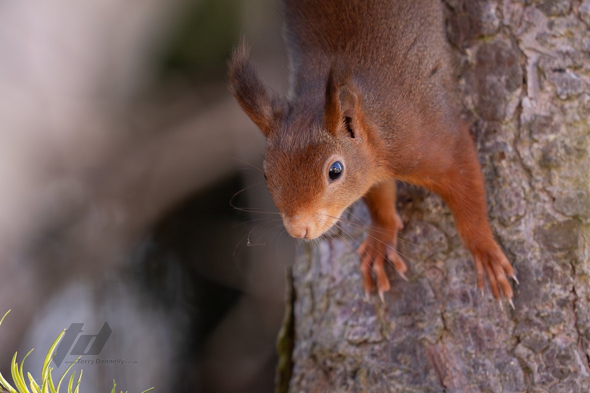 Sefton Coast Red Squirrels tweet media
