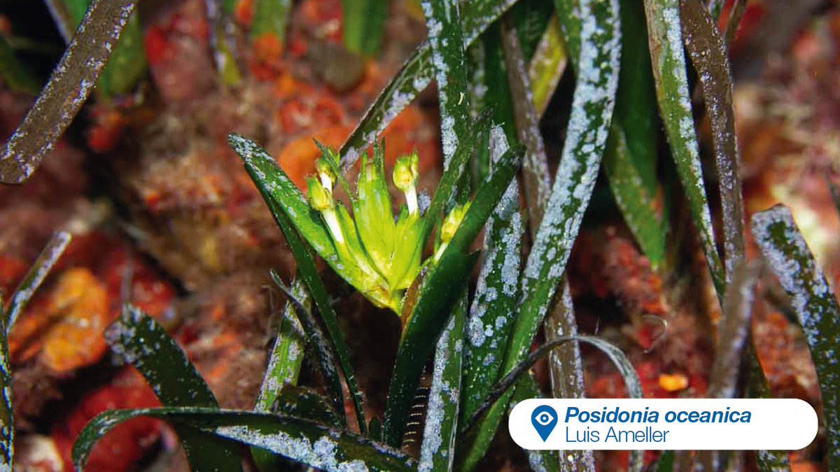 ¡Ha llegado el momento de floración de |Posidonia oceanica|! Ya se han detectado algunos casos en la costa almeriense o en la Costa Brava.

🤔 ¿Has visto flores de |Posidonia oceanica| en tu zona?
➡️ Cuelga las fotos en nuestra plataforma web: i.mtr.cool/yfvlucxdqa