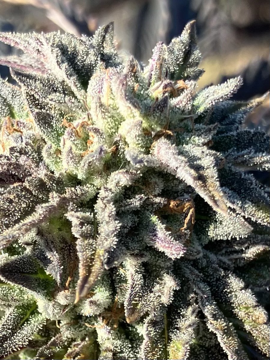Pink Taco at day 60 of Flower gets Harvested today <a href="/Trichome_Kings/">Trichome Kings</a> <a href="/RemoNutrients/">Remo Brands Inc</a>