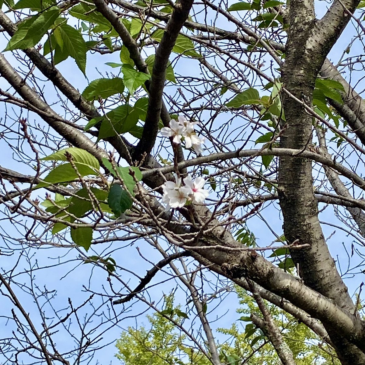 iwamizu kaori tweet media