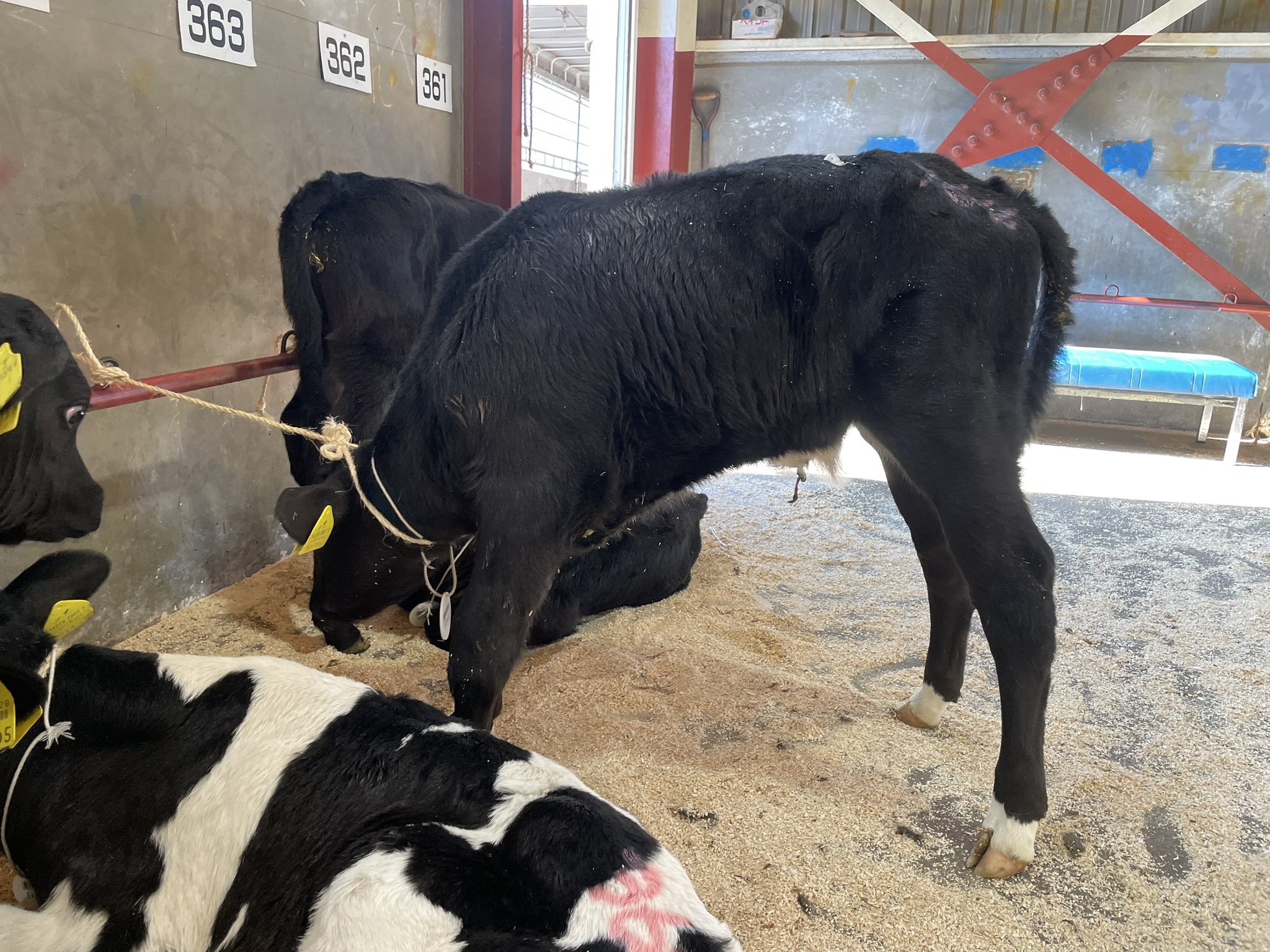 アニマルジェネティックスジャパン(AGグループ) 公式 (@AGGP1129